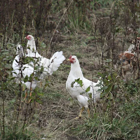 Hoeve 'vlakbij Oost' - - Farm Stables Frühstückspension *