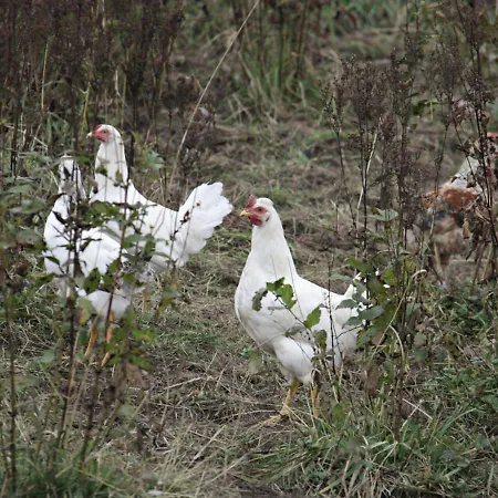 Hoeve 'vlakbij Oost' - - Farm Stables Bed & Breakfast *
