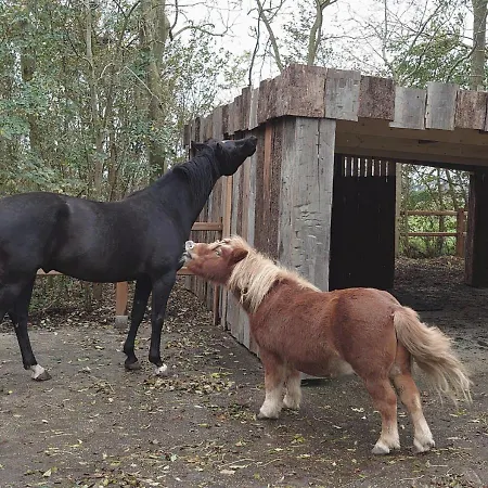 Hoeve 'vlakbij Oost' - - Farm Stables Bed & Breakfast Oosterend (Texel)